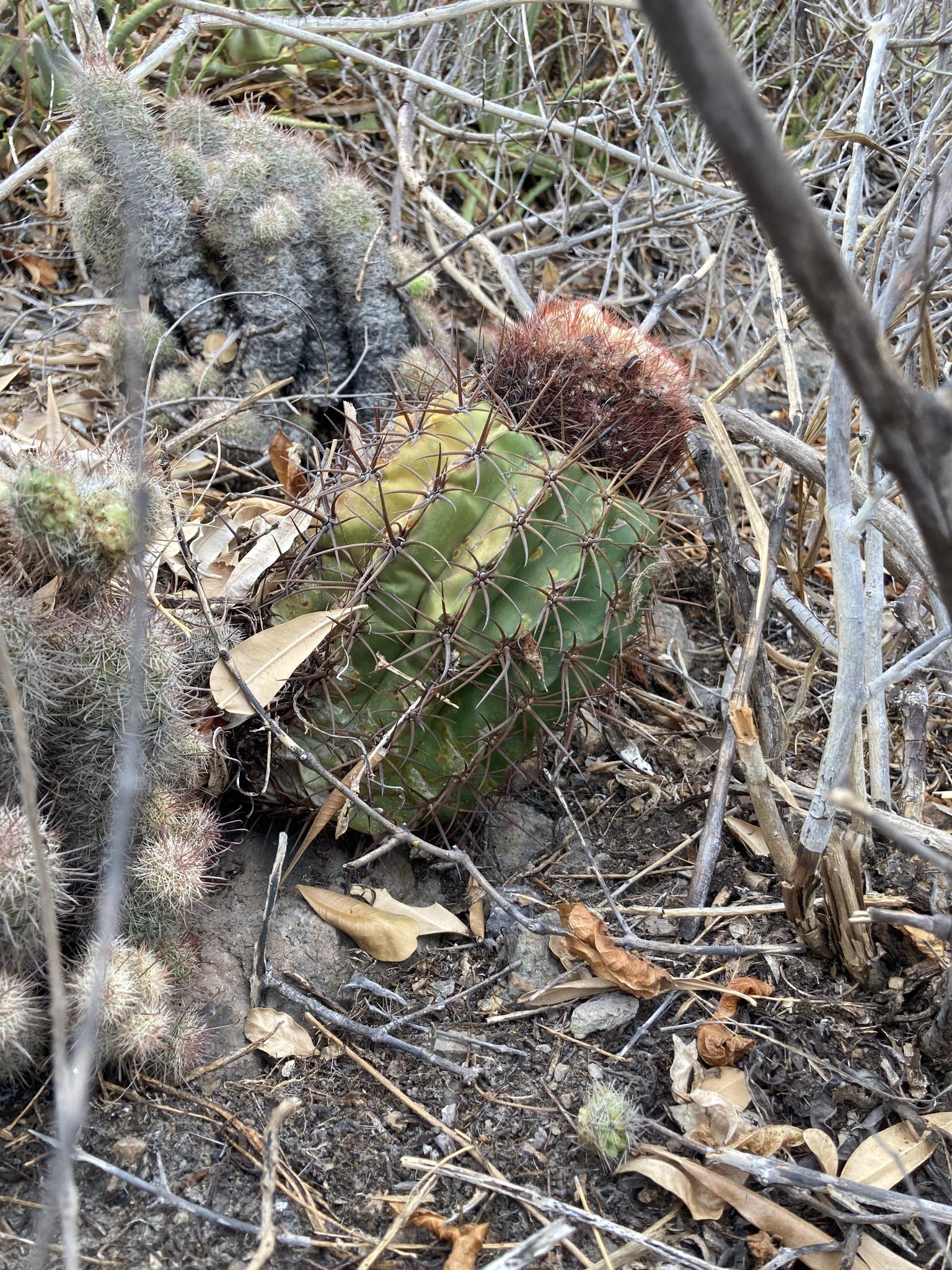 Melocactus curvispinus ssp. dawsonii
